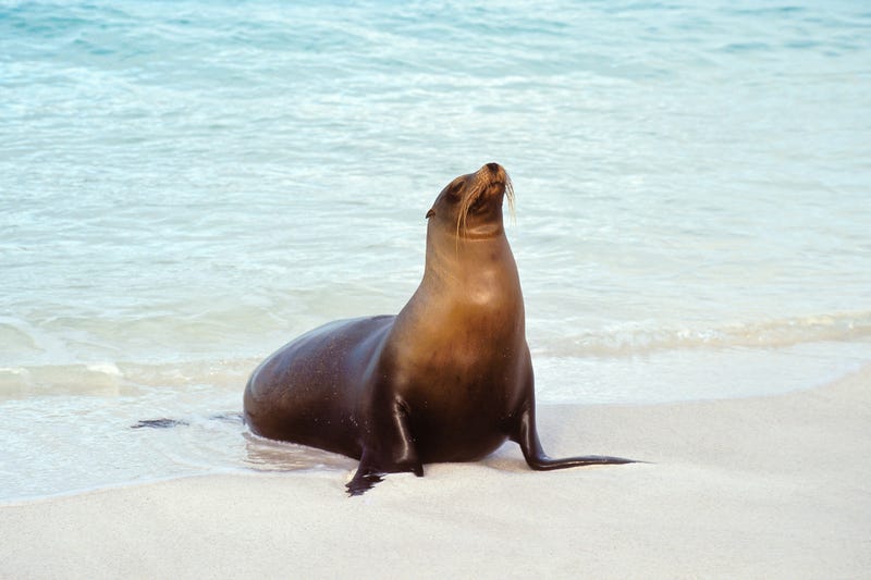 sea lion