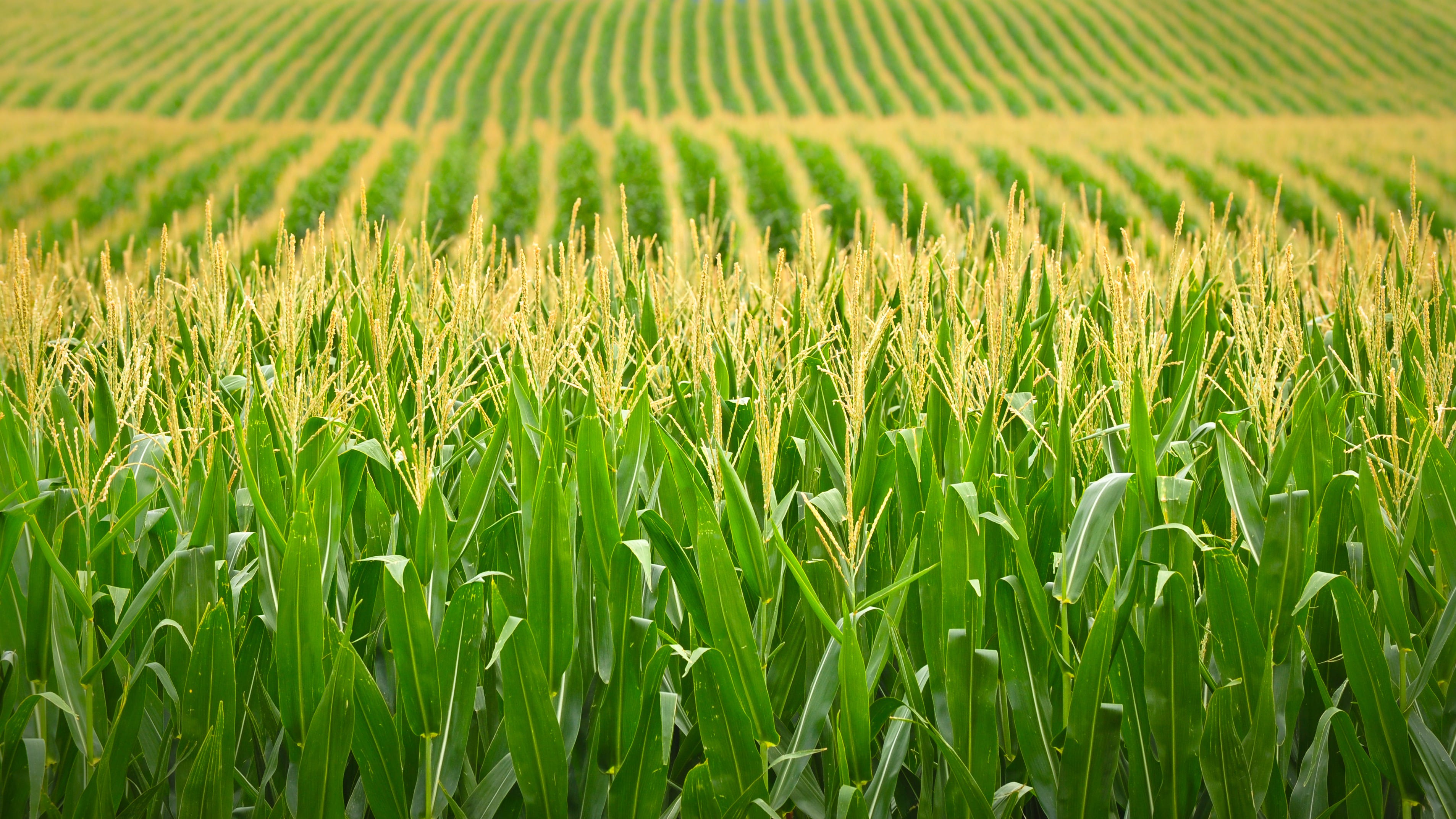 Will increasing ethanol in gasoline drive up food prices?