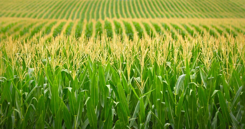 Will increasing ethanol in gasoline drive up food prices?