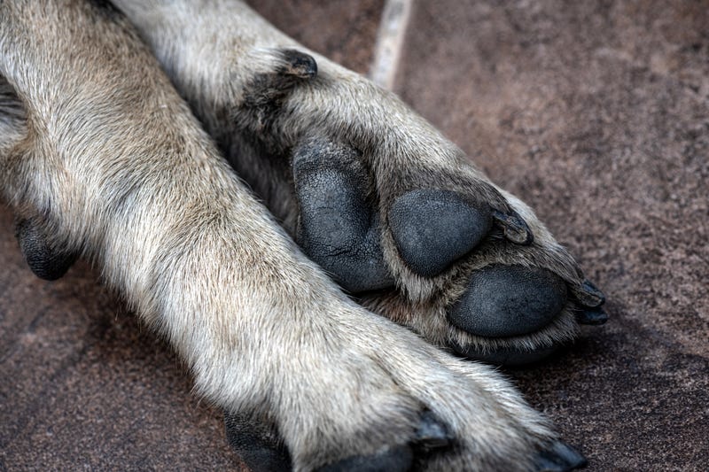 Niva the dog had to be euthanized due to the injuries, prosecutors said
