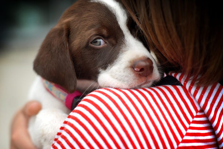 Puppy Getting a Hug
