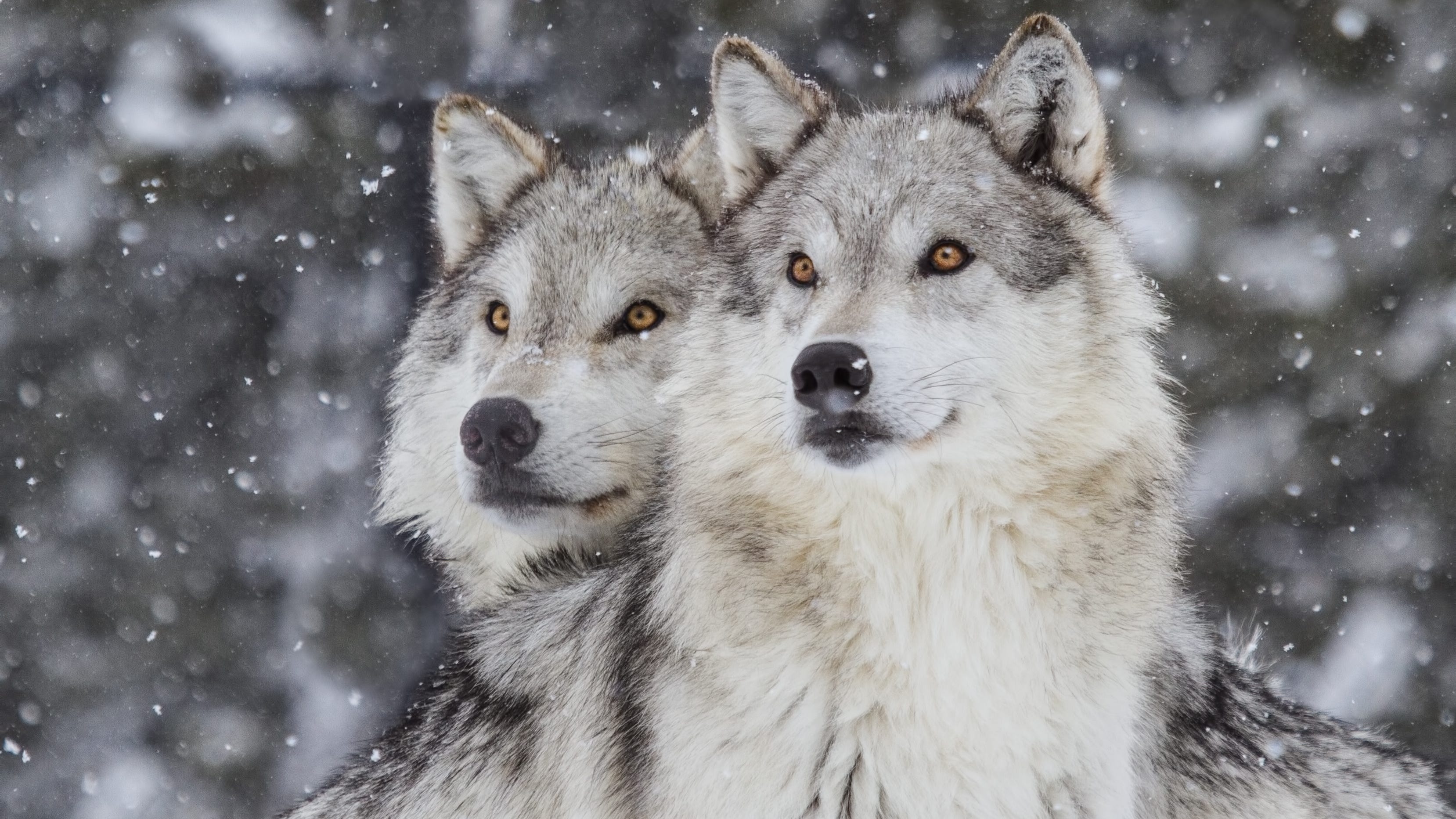 Ruling restores protections for gray wolves, halts talks of hunting in Michigan