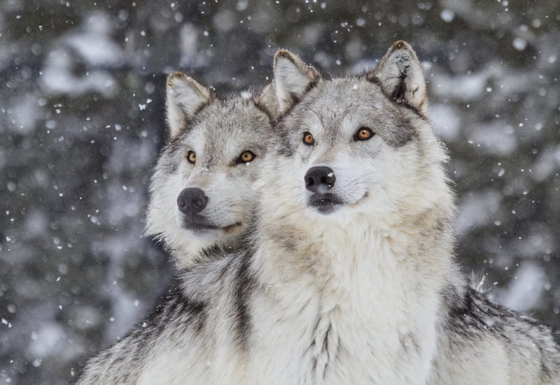 Gray wolves