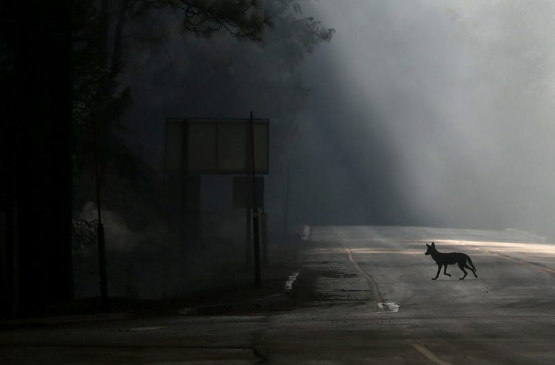 Detroit neighborhood terrorized by pack of coyotes