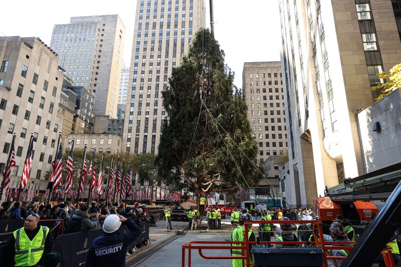 The Rockefeller Center Christmas tree was lifted into place at Rockefeller Center on Nov. 11, 2023