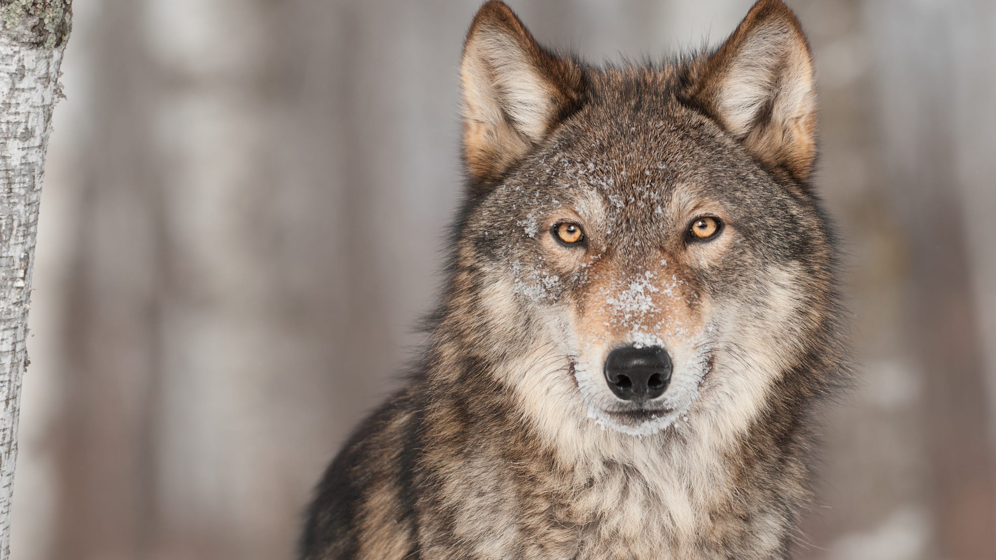 DNR: Hunting dog in training gets bitten by wolf in Michigan's U.P.