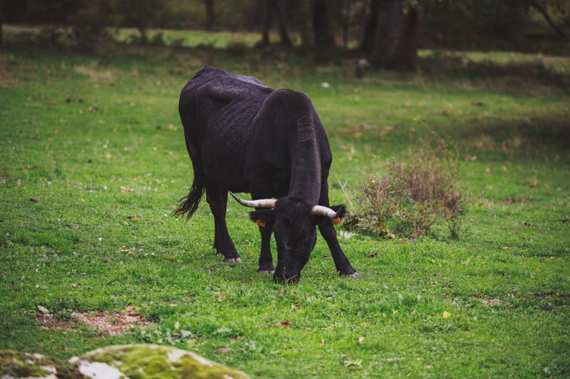 A black Spanish cow grazes in a meadow.