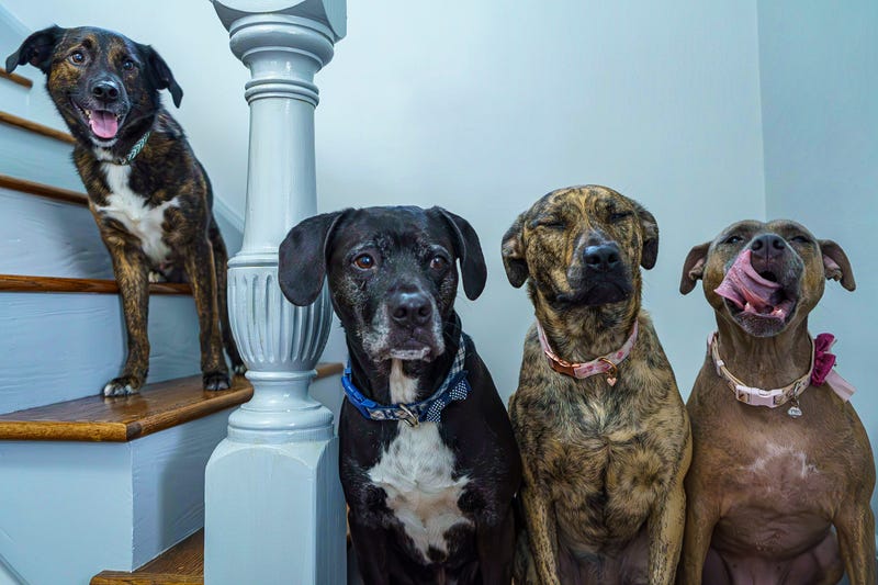 dogs