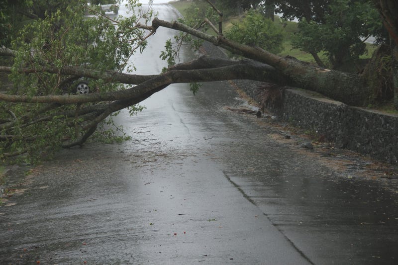 High winds forcing a tree to fall over.
