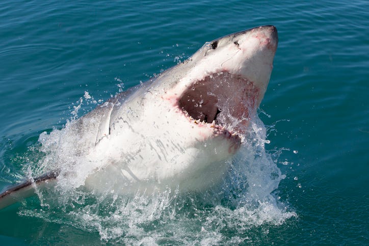 shark