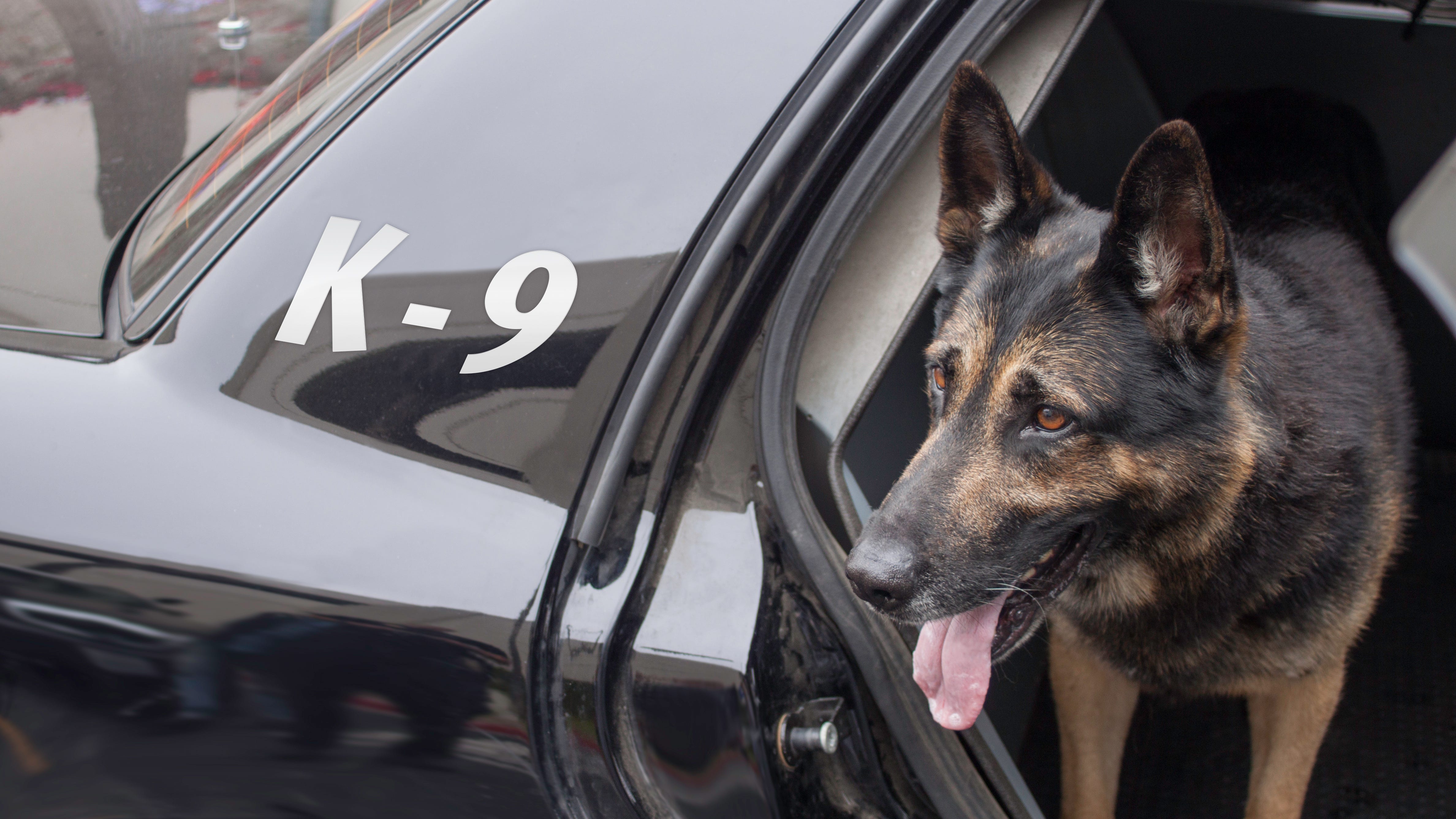 Lake County Sheriff's K-9 catches catalytic converter thief