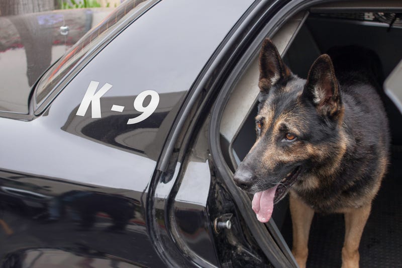 Police canine waiting in the back of a patrol car.