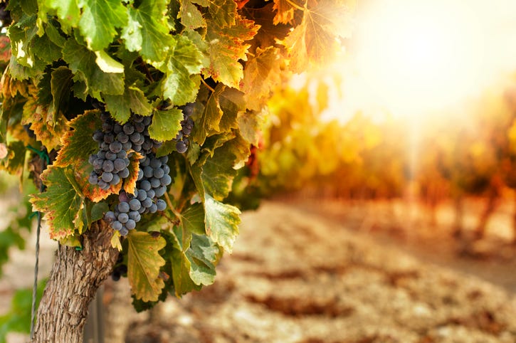 Grape vine