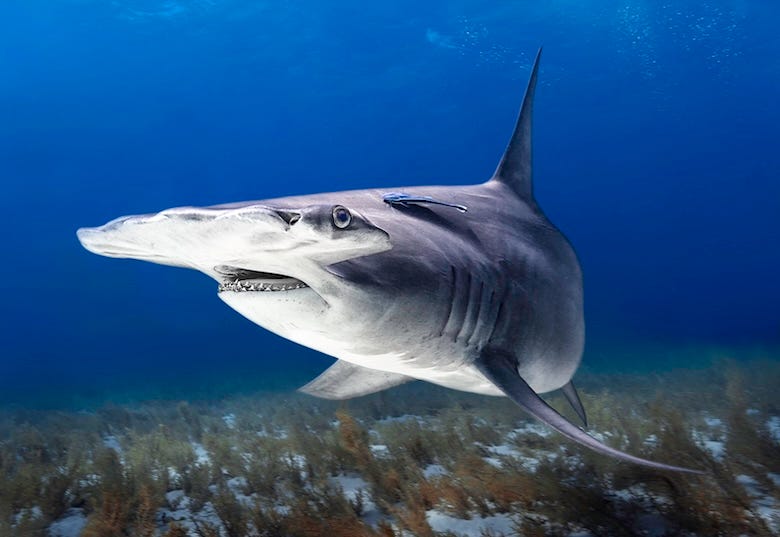 Hammerhead shark swimming