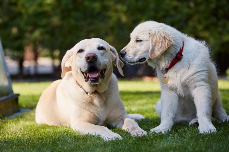 Two canine friends. Portrait of two happy dogs together in backyard. Senior labrador retriever and puppy of golden retriever resting in grass.