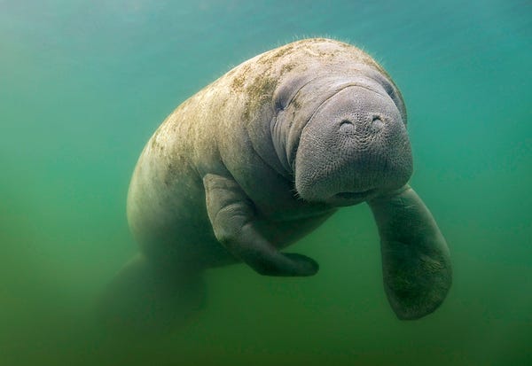 Manatee swimming underwater