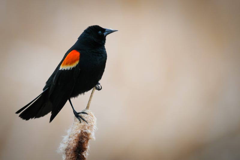 Male Red-winged Blackbird