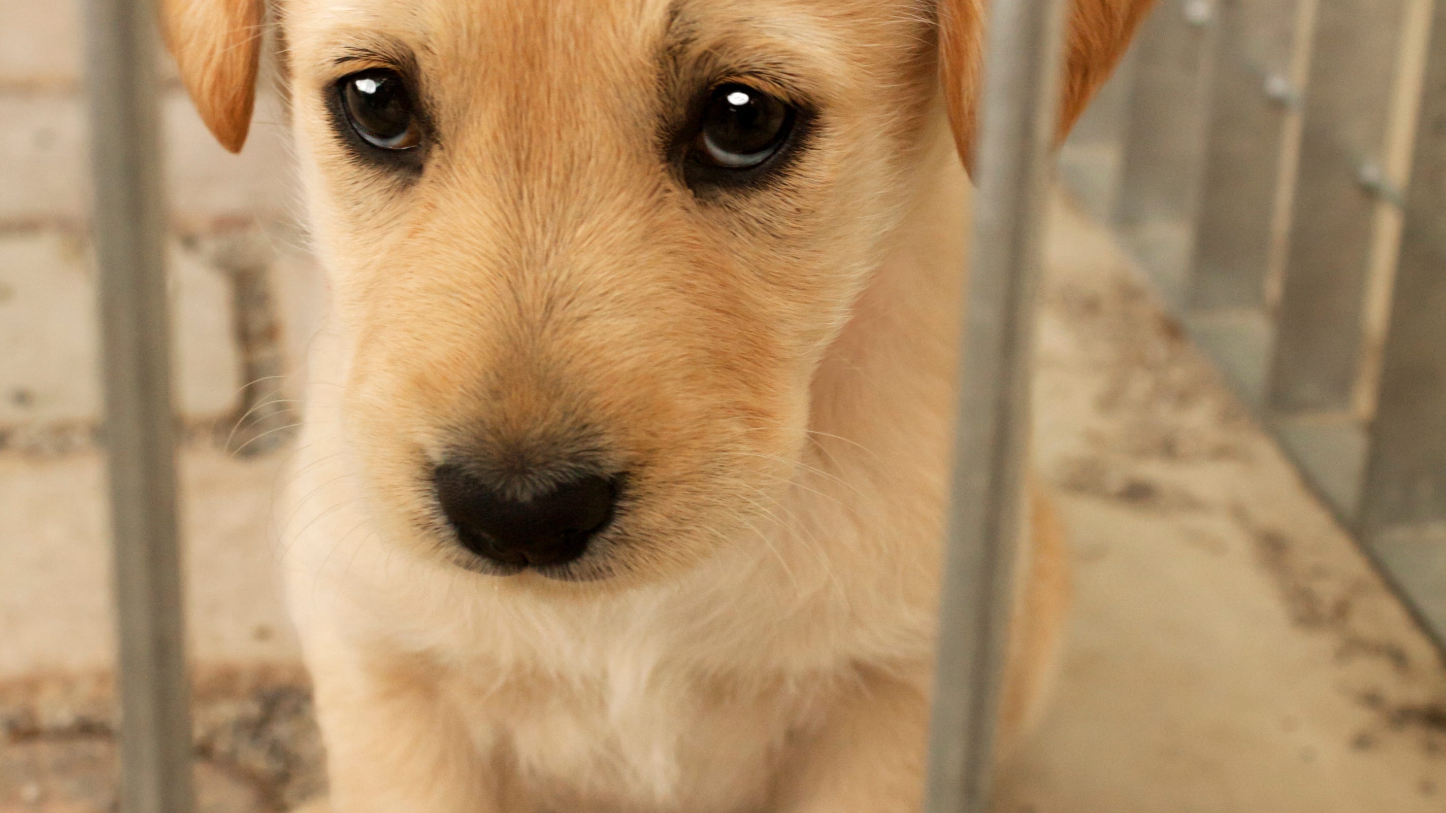 'Pandemic pets' overwhelming animal shelters with owners surrendering them in waves