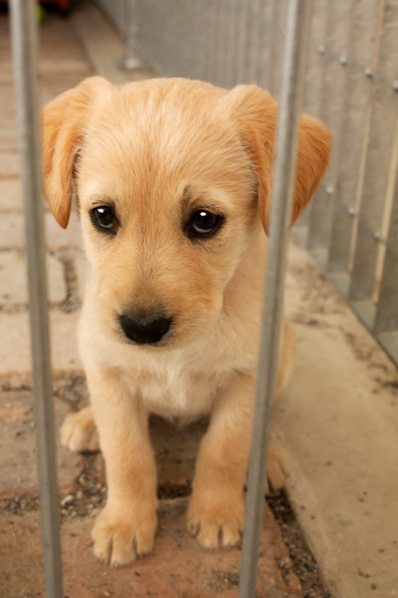 Sad looking dog