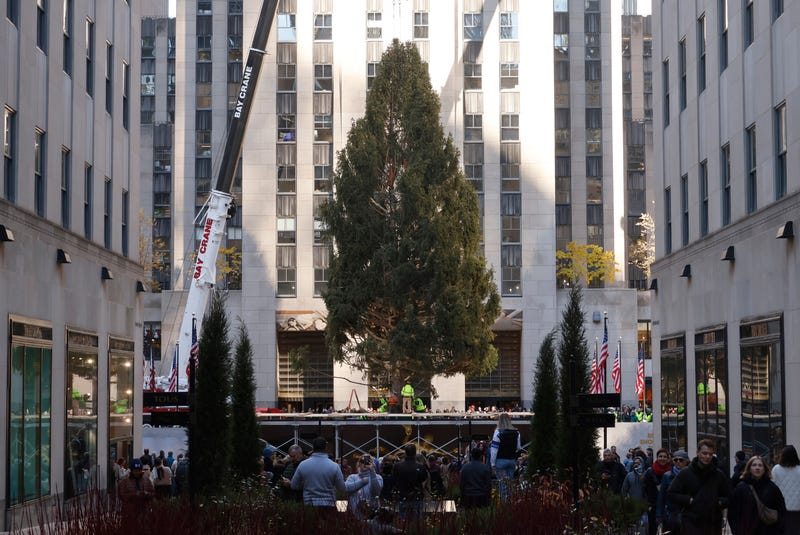 The Rockefeller Center Christmas tree is lifted onto its podium on November 11, 2023