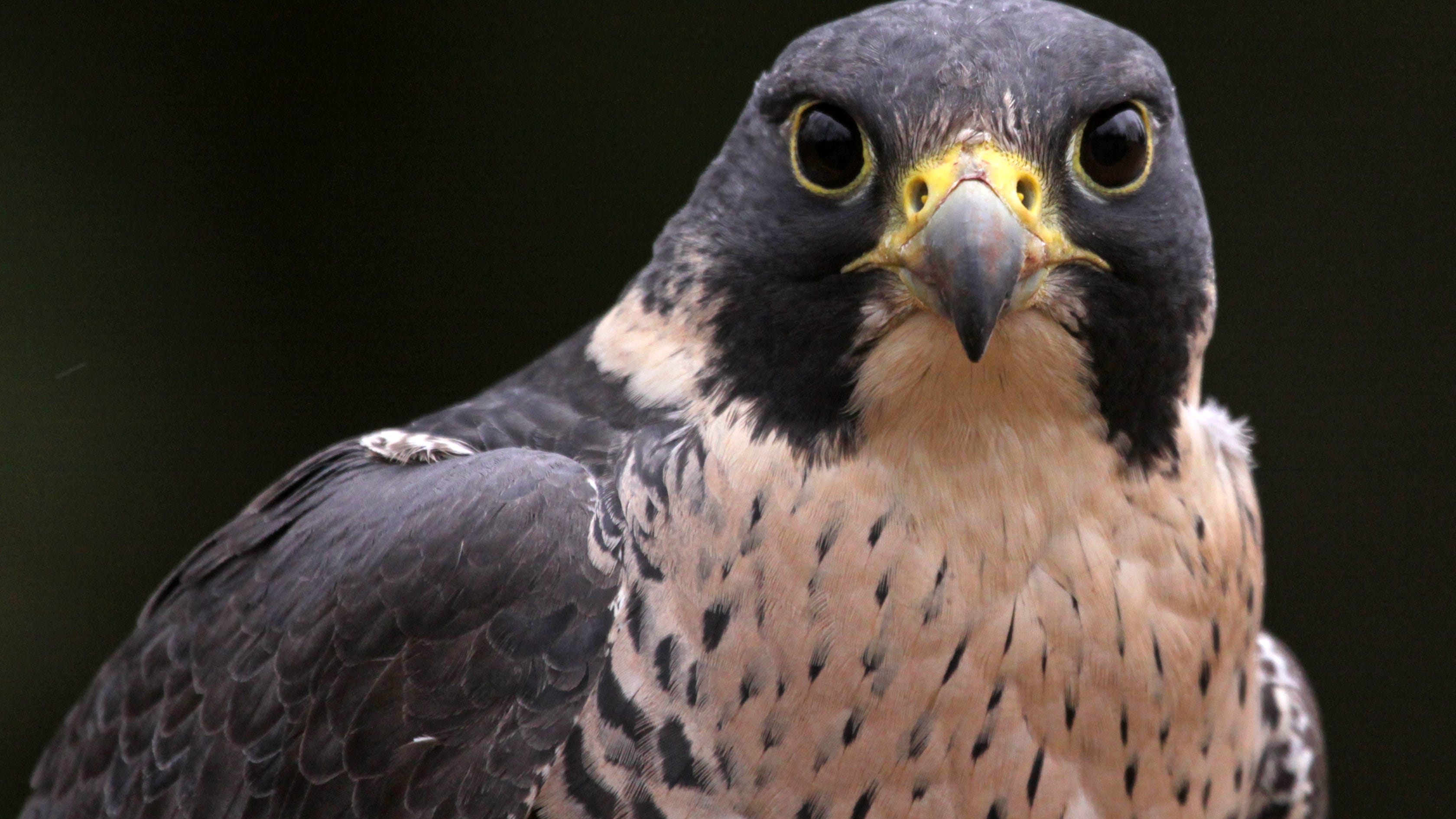 The secret world of UC Berkeley's Internet famous peregrine falcons