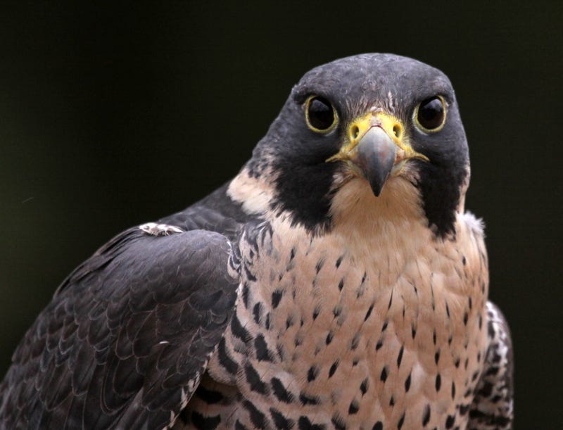 Signs are going up around the Cal campus today warning drone operators not to fly near the Campanile tower where UC Berkeley’s famous falcons are known to nest.