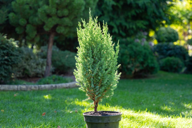 juniper tree