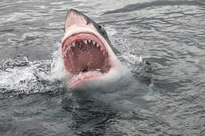 Great White shark jumps out of water