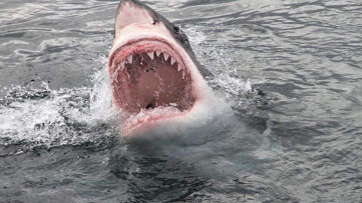 WATCH: Man rescues great white shark entangled in fishing line on the beach