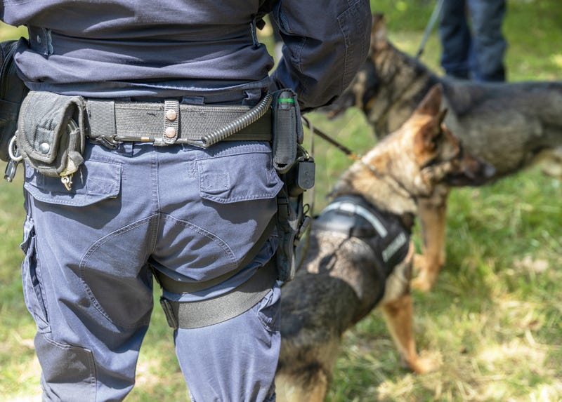 Police officers and their K9s conducting searches. 