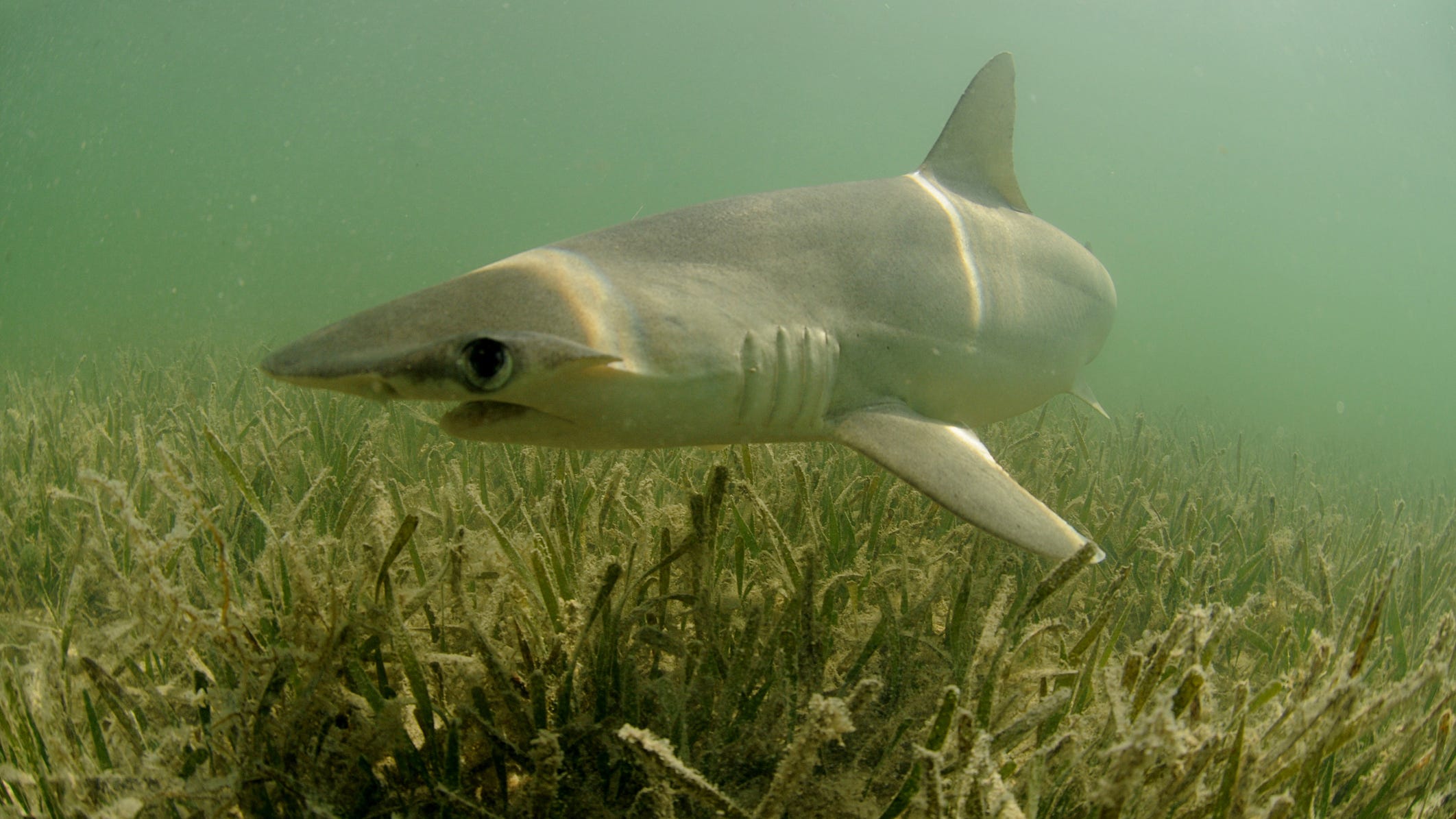 Record number of sharks turn up in Florida canals