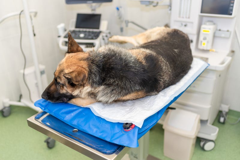 Stock of a sick German Shepherd in a veterinary clinic.