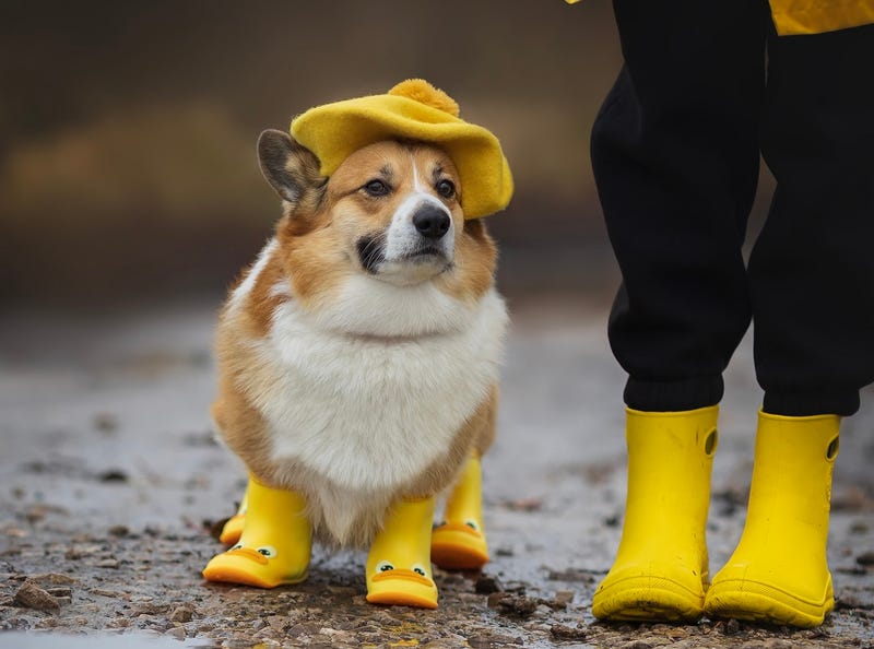 Rain and 60s this weekend; freeze comes Monday