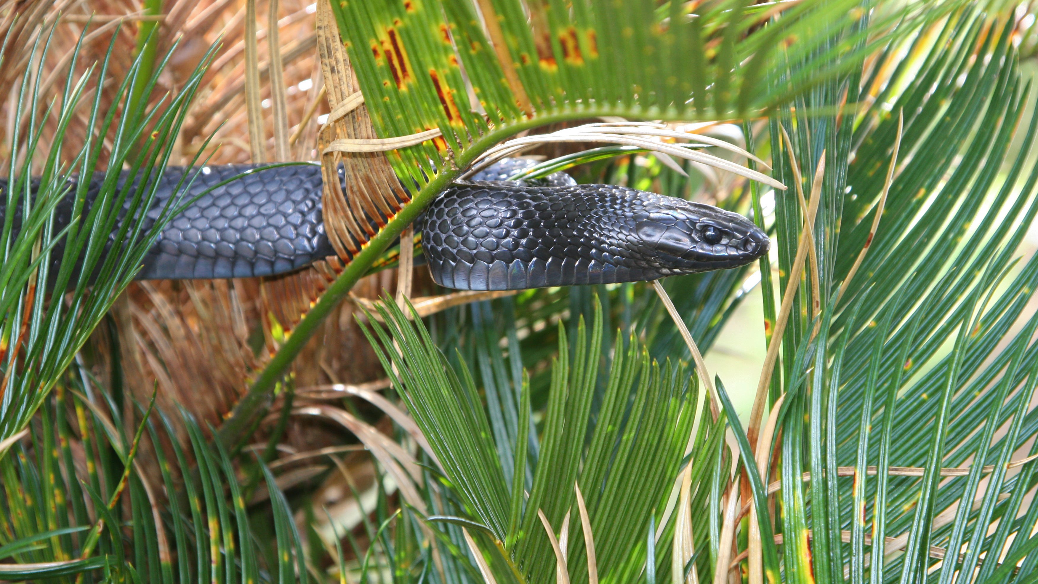 Rare Eastern Indigo snake spotted for just the second time in 60 years