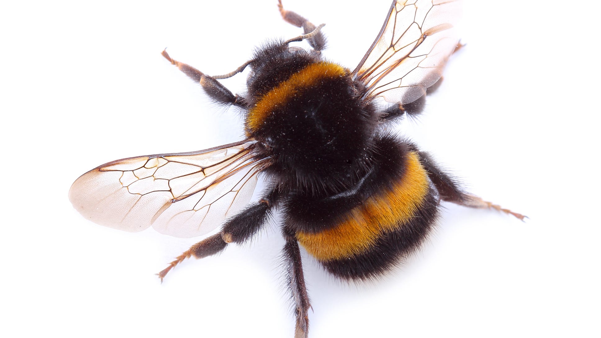 You can thank bees for every third bite of food you take