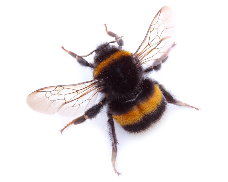 Bumblebee isolated on white background