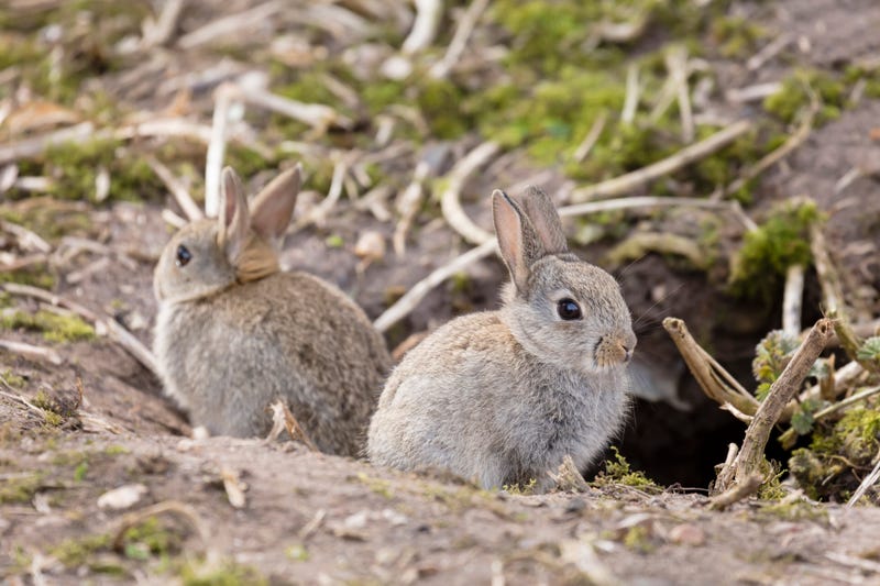 Baby rabbits