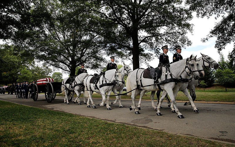 Horses at Arlington National Cemetery