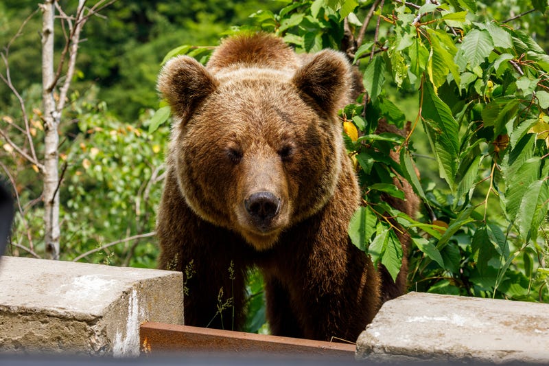European Brown Bear in the Carpathians of Romania