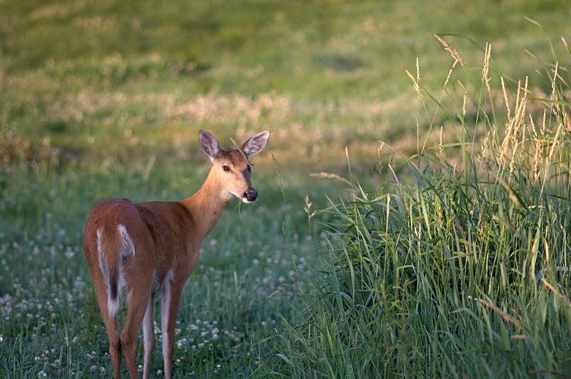 Antlerless hunting licenses on sale today