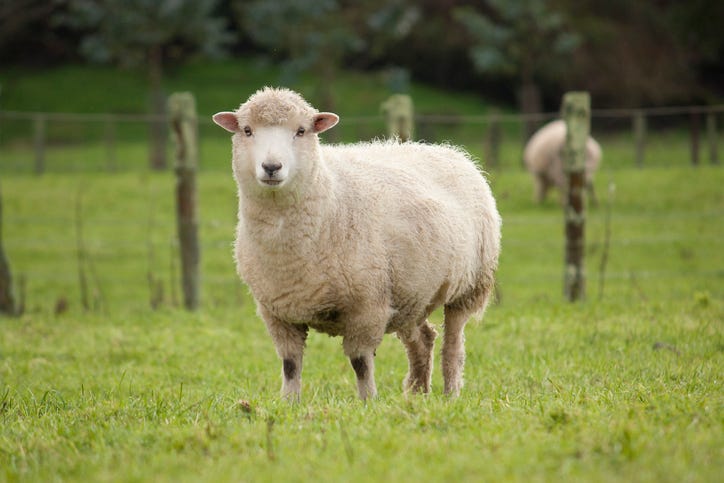 Sheep