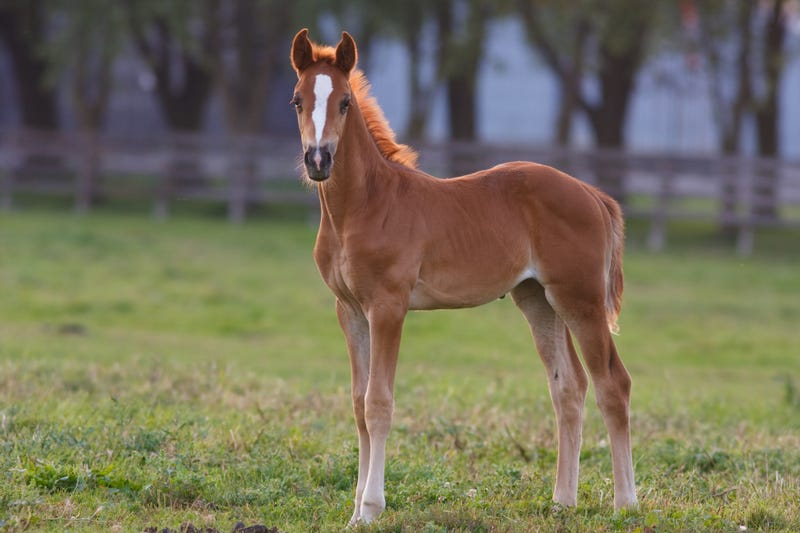 Young horse in a field