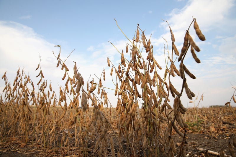 Another blow to Minnesota soybean farmers already feeling the effects of tariffs as China opts to buy more non-U.S. grown soybeans.