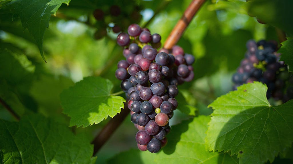Accident leaves 70K pounds of grapes spilled across Highway 101