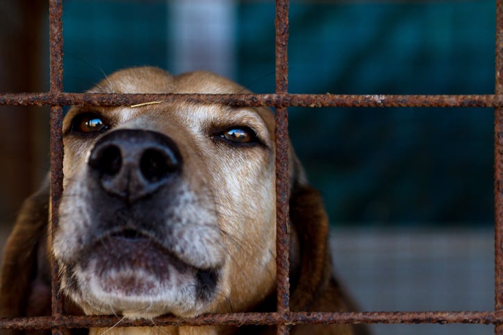 Dog