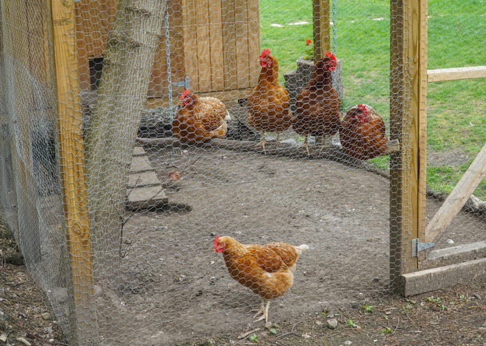 chickens in a backyard coup