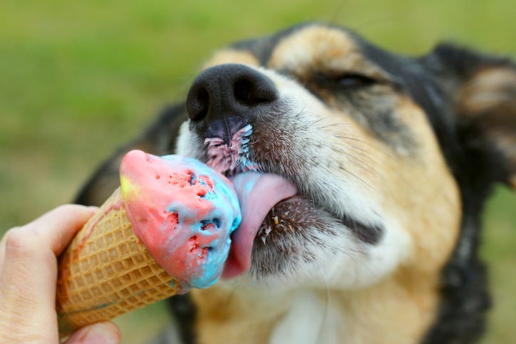 Dog Eating Ice Cream