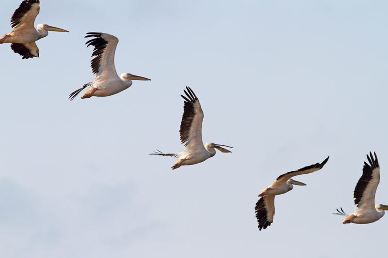 Pelicans fly through Chicago as they migrate to Gulf Coast