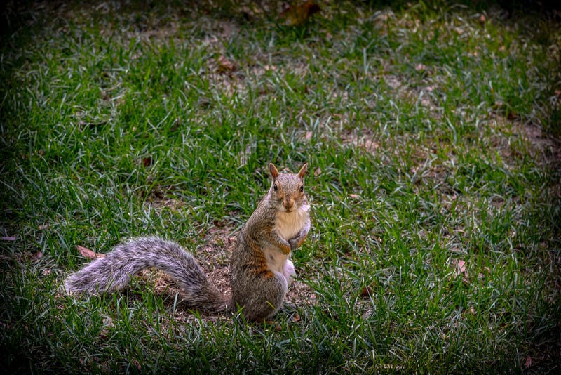 The painted squirrels have not been recovered but have been spotted by cameras and residents