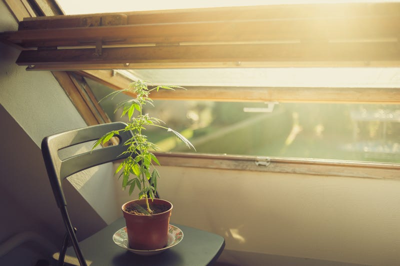 Pot plant at home